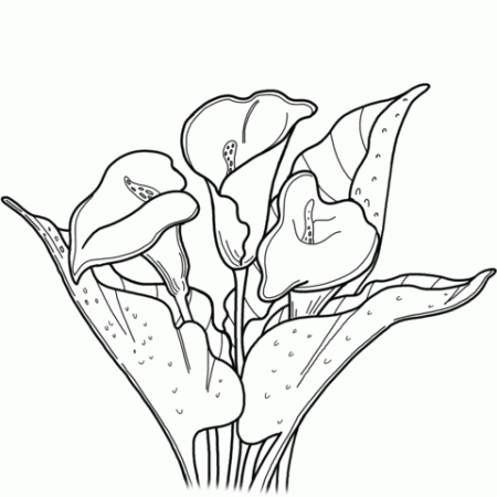 Calla Lily coloring page | Free Printable Coloring Pages