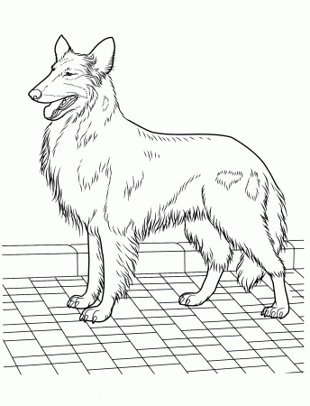 Coloring page - Collie