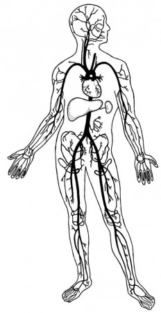 Circulatory System Clipart - Clipart Kid
