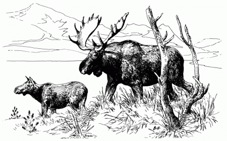 Preschool Moose Coloring Pages Getcoloringpages - Widetheme