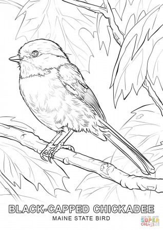 Ohio State Bird Coloring Page Murderthestout - Coloring Pages