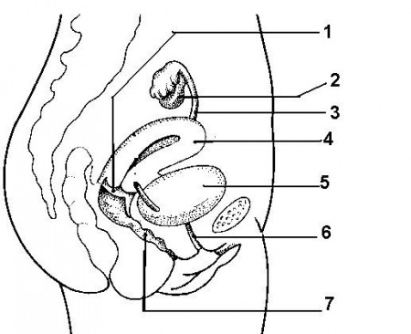reproductive system coloring pages