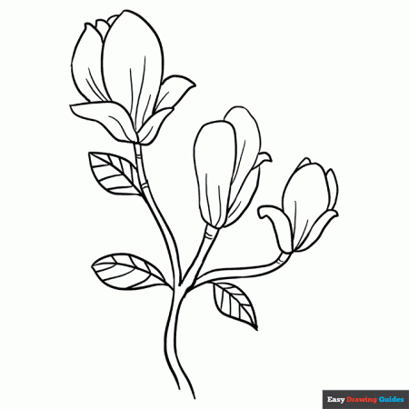 Magnolia Flowers Coloring Page | Easy Drawing Guides