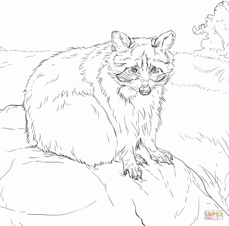 Sitting Raccoon coloring page | Free Printable Coloring Pages