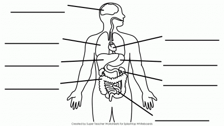Tag: blank diagrams of the human body systems - Human Anatomy Diagram