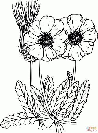 Wildflower coloring page | Free Printable Coloring Pages