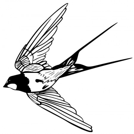 Swallow Printable Coloring Page - Free Printable Coloring Pages for Kids