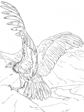 Condor coloring pages to download and print for free