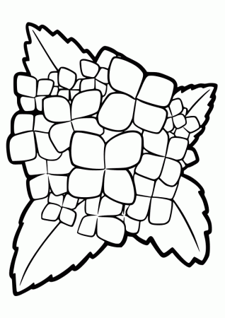 hydrangea free coloring book page for kids!