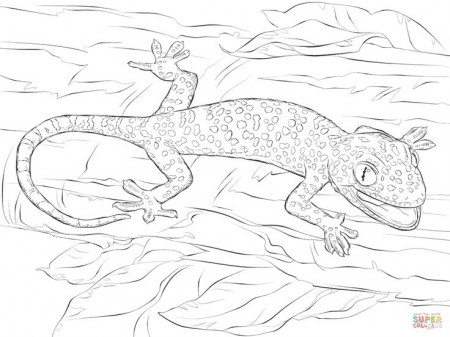 Realistic Tokay Gecko coloring page | Free Printable Coloring Pages |  Animal coloring pages, Coloring pages, Gecko