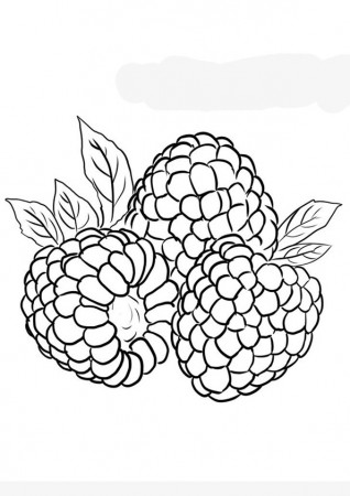 Coloring Pages | Raspberry Fruit Coloring Sheet for Kids