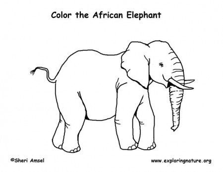 Elephant (African) Coloring Page