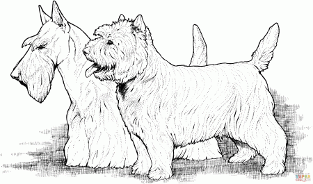 Scottish and West Highland Terriers coloring page | Free Printable Coloring  Pages
