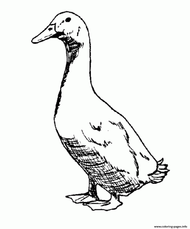 Print realistic goose printable animal s879e Coloring pages