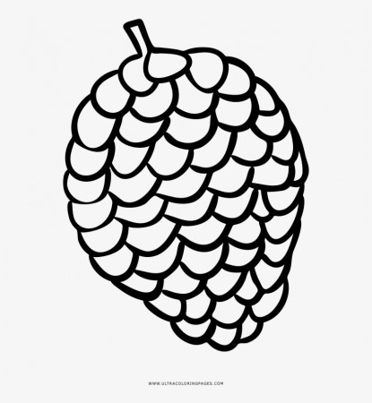Pine Cone Coloring Pages - Drawing PNG Image | Transparent PNG Free  Download on SeekPNG