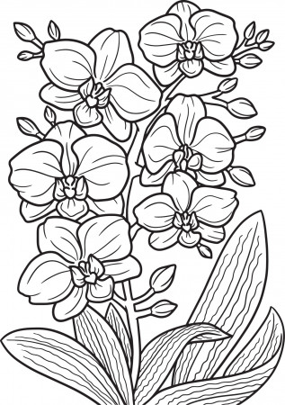 Orchid Flower Coloring Page for Adults 7066737 Vector Art at Vecteezy