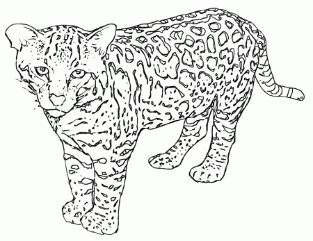 Snow Leopard Cartoon Coloring Page (Page 1) - Line.17QQ.com
