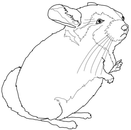 Coloring pages: Coloring pages: Chinchillas, printable for kids & adults,  free