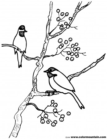Finch Coloring Page (Page 1) - Line.17QQ.com