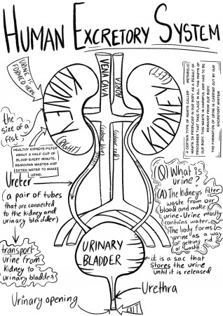 The clean machine - the excretory system doodle coloring printable | Mysite