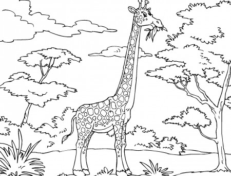 Free Giraffe Coloring Pages - Get Coloring Pages