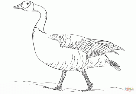 Canadian goose walking coloring page | Free Printable Coloring Pages