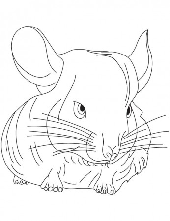 Small chinchilla coloring pages | Download Free Small chinchilla coloring  pages for kids | Best Coloring Pages