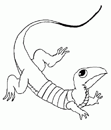 Lizards coloring pages