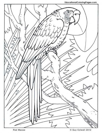 macaw coloring pages, birds coloring | Rainforest animals