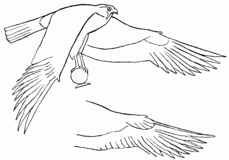 The Project Gutenberg eBook of Egyptian Birds, by Charles Whymper.