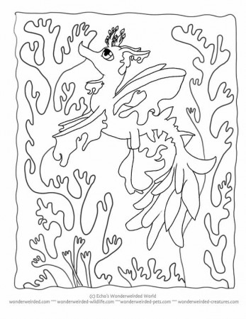 Gallery For > Kelp Coloring Pages