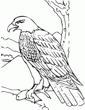 Bald Eagle Coloring PagesColoring Pages | Coloring Pages