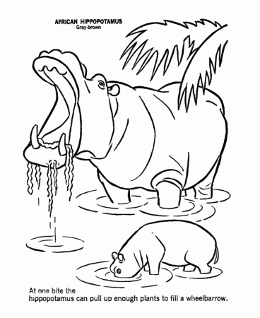 Wild Animal Coloring Pages | Yawning Hippo - Hippopotamus Coloring 