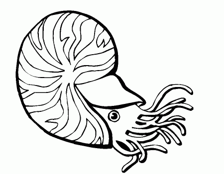 Animal Coloring Related Pictures Shell Coloring Page Sea Snail 