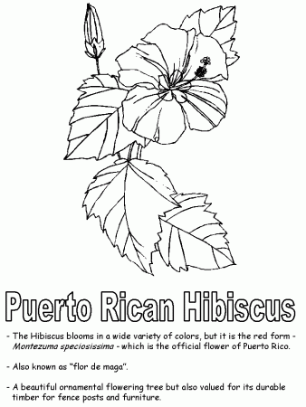 Hibiscus Coloring Pages 143 | Free Printable Coloring Pages