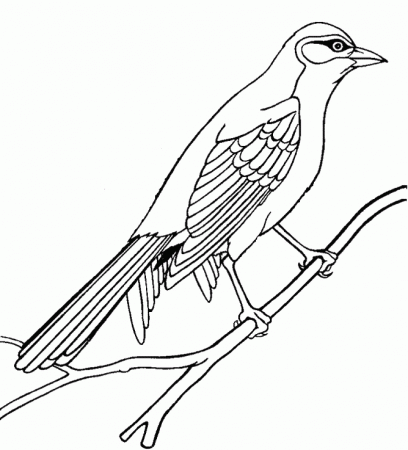 Birds Drawing Outlines