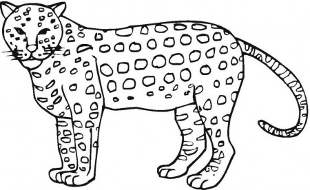 Cheetah Coloring Pages - Free Coloring Pages For KidsFree Coloring 
