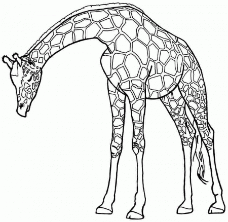 giraffe train Colouring Pages (page 3)