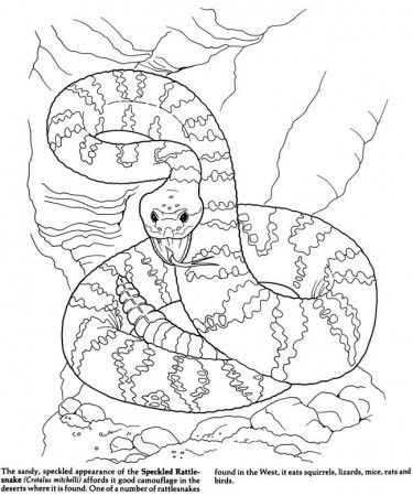 Desert Animal Coloring Pages | Free coloring pages for kids