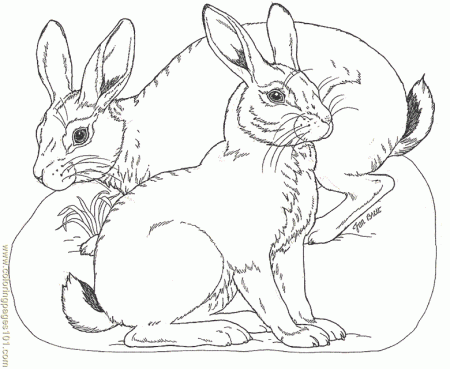 Noah's Ark Coloring pages – Rabbits | coloring pages