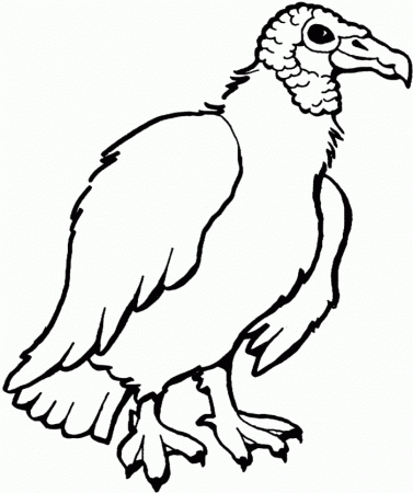 Turkey Vulture Coloring Page | 99coloring.com