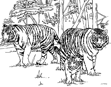 free advanced tiger coloring pages : Printable Coloring Sheet 