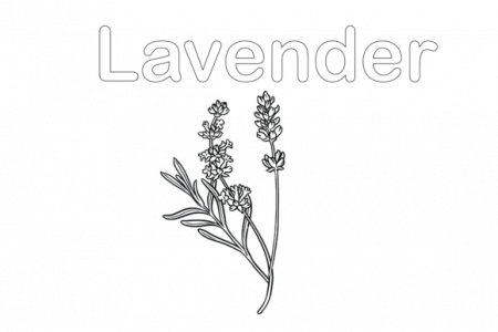 Flower Coloring Page - Lavender Graphic by dechagraphicstudio · Creative  Fabrica