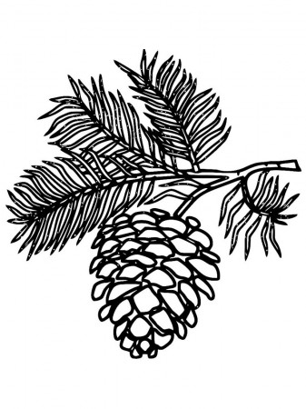 Pine Cone coloring pages. Download and print Pine Cone coloring pages