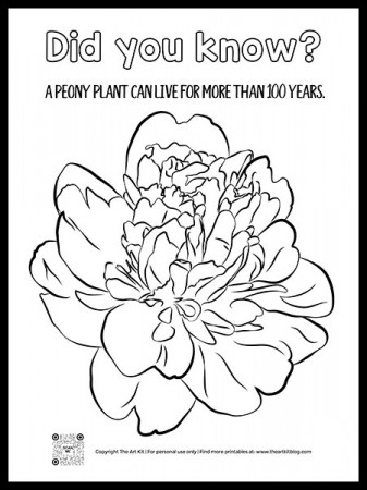 FREE Printable! Peony Flower Coloring Page with Fun Fact! - The Art Kit