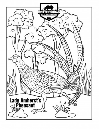 Lady Amherst's Pheasant Coloring Page - C.S.W.D