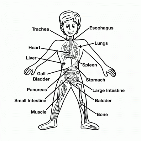 Acumen Coloring Pages Human Body Printable Coloring Pages For Kids ...