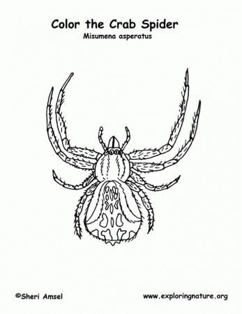Spider (Crab) Coloring Page