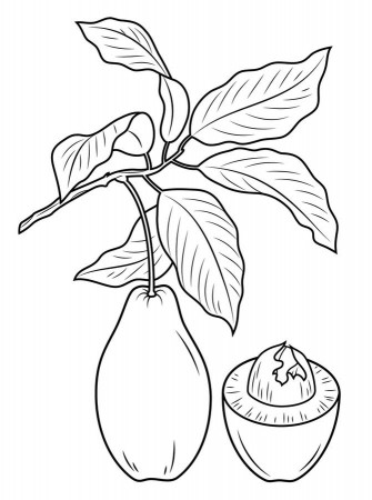 Coloring pages: Coloring pages: Avocado, printable for kids ...