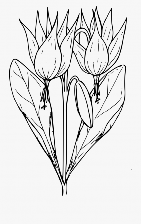 Trout Lily - Coloring Page , Transparent Cartoon, Free Cliparts ...